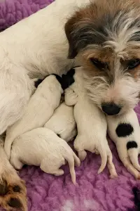 Dottie nursing her new babies
