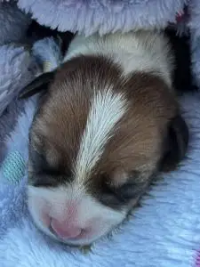 Burbunya Lone Ranger whelped 17/01/2025