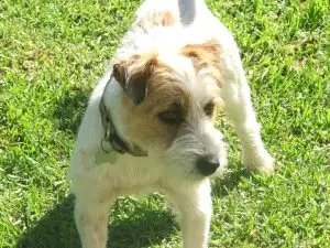 Archie